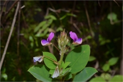 Alysicarpus racemosus